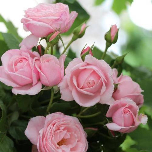 Shop - Rosa Deléri - rosa - kletterrosen - stark duftend - Georges Delbard - Wunderschöne Kletterrose, empfohlen für Gegegende mit heißem und trockenem Sommer.